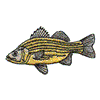 YELLOW BASS