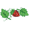 STRAWBERRY BORDER