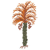 COCONUT TREE