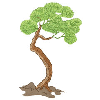 BONSAI TREE