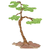 BONSAI TREE