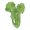 LETTUCE