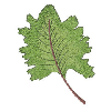 LEAF