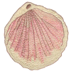 SEASHELL