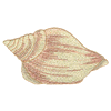 SEASHELL