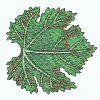 GRAPE LEAF