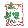 CILANTRO