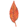 AUTUMN LEAVES