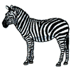 ZEBRA