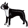 BOSTON TERRIER