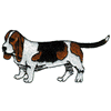 BASSET HOUND