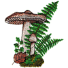 MUSHROOM