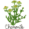 CHAMOMILE