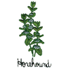 HOREHOUND