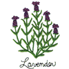 LAVENDER