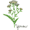 YARROW