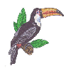 TOUCAN