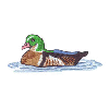 SWIMMING DUCK