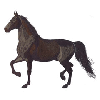 SADDLEBRED