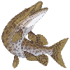 MUSKELLUNGE FISH