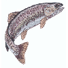 RAINBOW TROUT