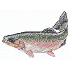 RAINBOW TROUT