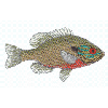 REDBREAST SUNFISH