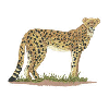 CHEETAH