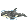 WHALE