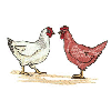 CHICKENS