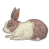 BUNNY