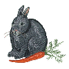BUNNY WITH CARROT