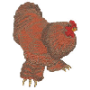 ROOSTER