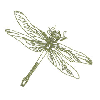 DRAGON FLY