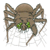 SPIDER