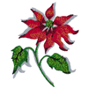 POINSETTIA