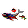 COOL DOLPHIN & FISH