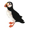 PUFFIN