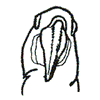 PARROT HEAD OUTLINE