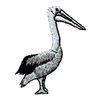 PELICAN