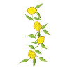 LEMON VINE