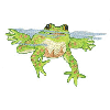 FROG ON PAD