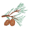 PINECONE BRANCH