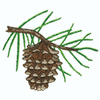 PINECONE