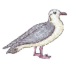 SEAGULL