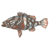 NASS GROUPER