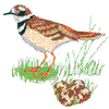 KILLDEER