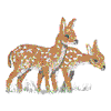 DEER FAWNS