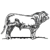 CHAROLAIS BULL OUTLINE