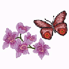 BUTTERFLY 7